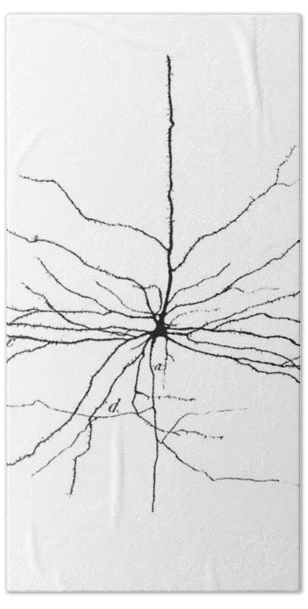 Pyramidal Cell Beach Sheet featuring the photograph Pyramidal Cell In Cerebral Cortex, Cajal #1 by Science Source