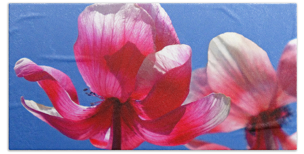 Anemones Beach Towel featuring the photograph Red White and Blue by Rona Black