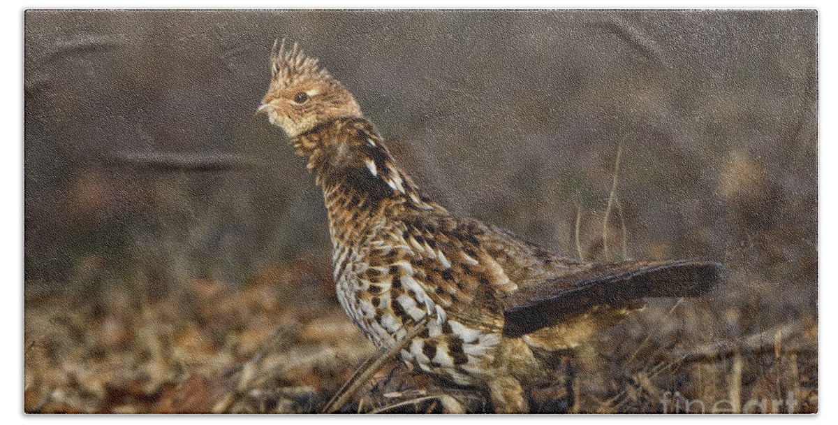 Bedford Beach Towel featuring the photograph Ruffed Grouse #2 by Ronald Lutz
