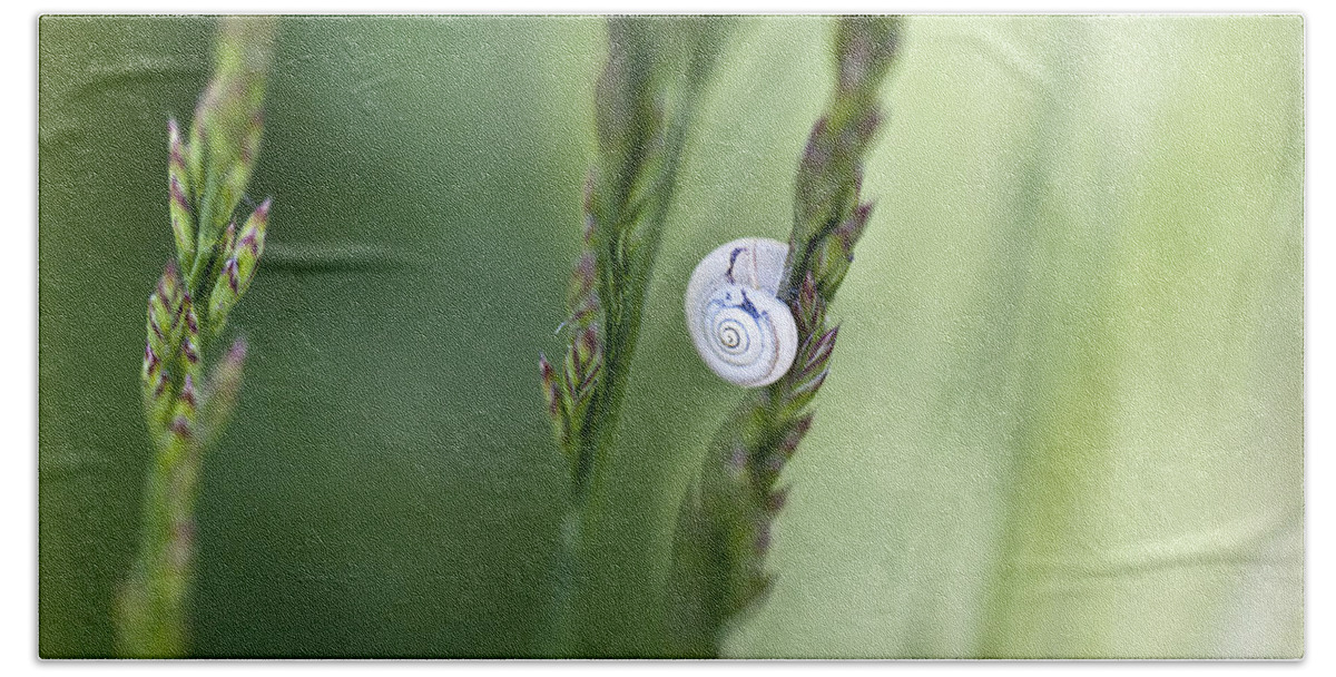 Snail Beach Towel featuring the photograph Snail on Grass by Nailia Schwarz