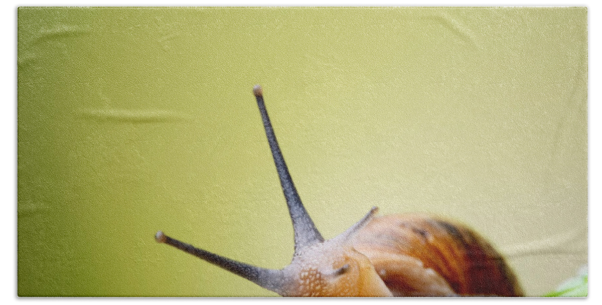Snail Beach Towel featuring the photograph Snail on green stem #3 by Johan Swanepoel