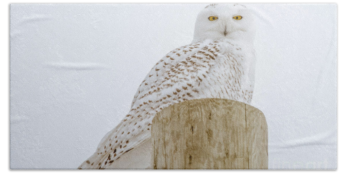  Sky Beach Towel featuring the photograph Snowy Owl Perfection #2 by Cheryl Baxter