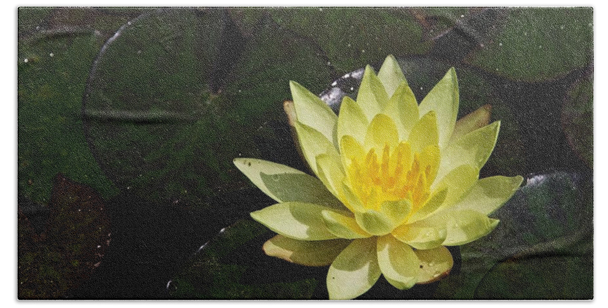 Water Lily Beach Towel featuring the photograph Soaking up the Sun #2 by Dave Files