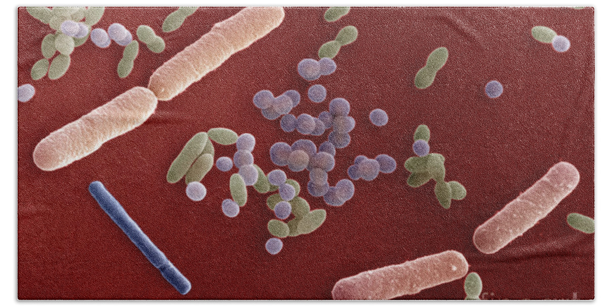 Sem Beach Towel featuring the photograph Species Of Bacteria #6 by David M Phillips