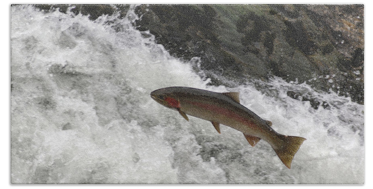 Falls Beach Towel featuring the photograph Steelhead Trout Jumping In Falls #2 by Theodore Clutter