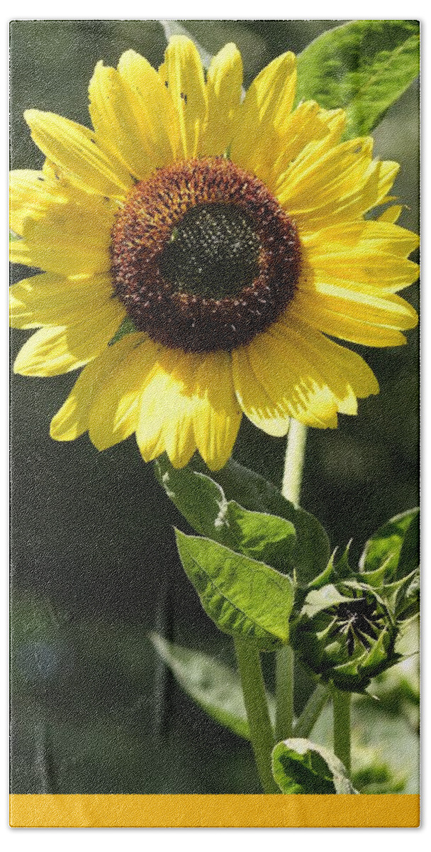 Flora Beach Sheet featuring the photograph Sunbathing #4 by Bruce Bley