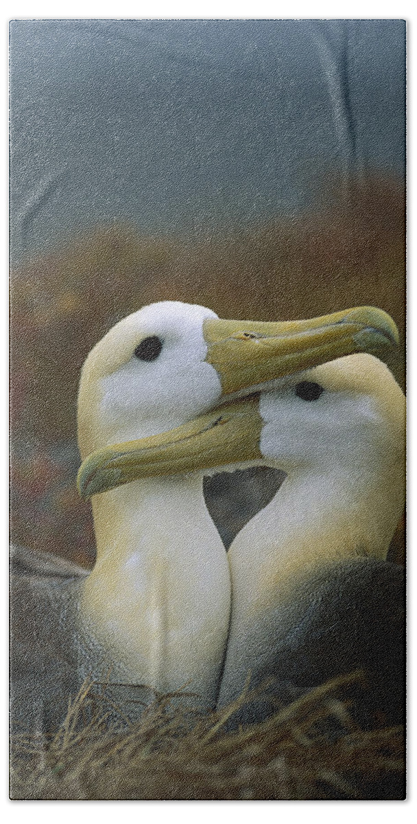 Waved Albatross Pair Bonding Galapagos Beach Towel by Tui De Roy - Animals  and Earth