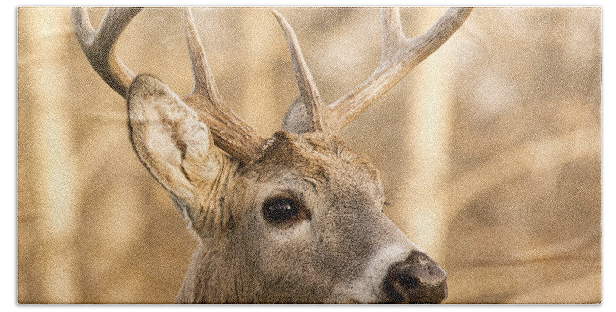 Deer Beach Towel featuring the photograph White-tailed Buck #2 by Gary Beeler