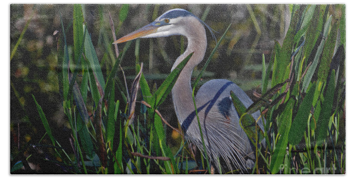 Great Blue Heron Beach Towel featuring the photograph 20- Great Blue Heron by Joseph Keane
