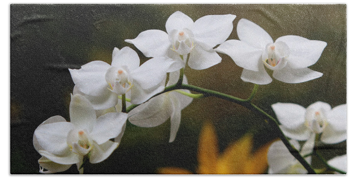 Orchids Beach Sheet featuring the photograph Orchids #14 by John Freidenberg