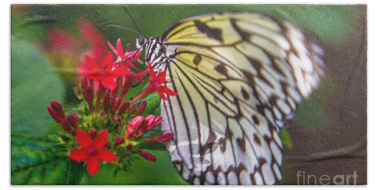 Butterfly Beach Towel featuring the photograph Butterfly #29 by Rene Triay FineArt Photos