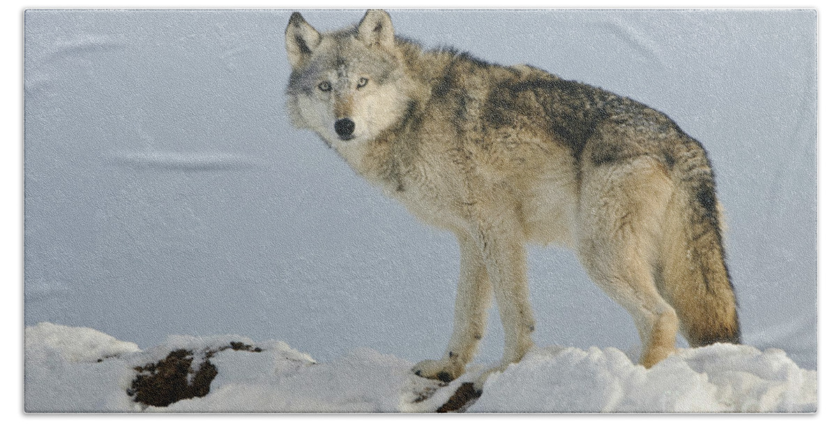 Canis Lupus Beach Towel featuring the photograph Wolf In Winter #29 by John Shaw