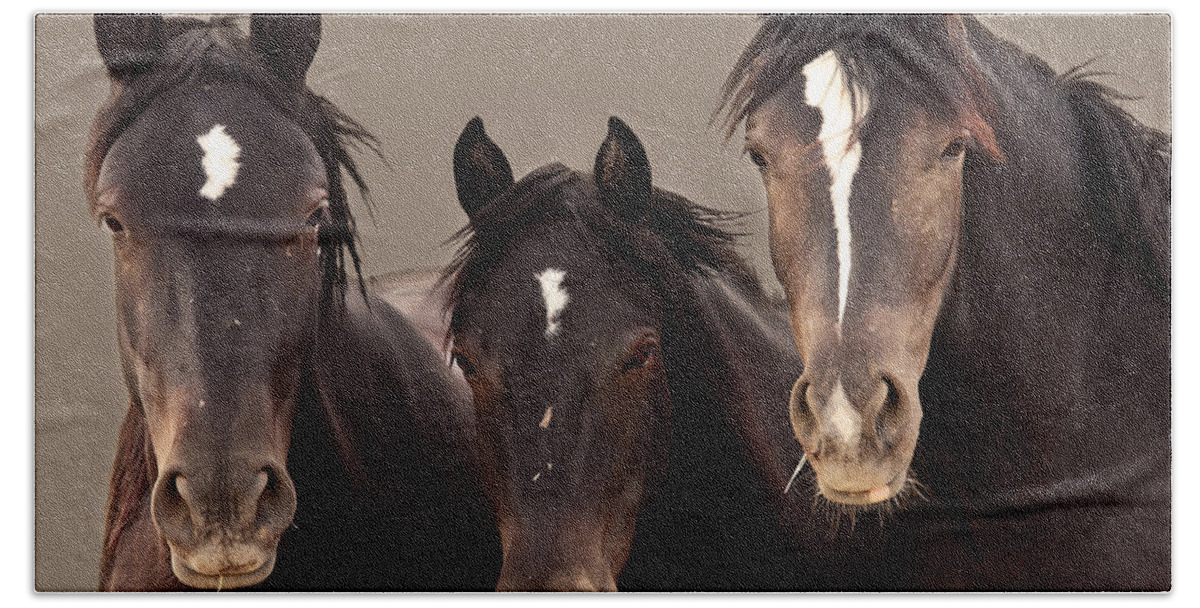 Wild Mustangs Beach Towel featuring the photograph 3 Amigos Sepia Wild Mustang by Rich Franco