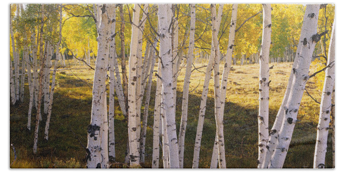 Photography Beach Towel featuring the photograph Aspen Trees In A Forest, Telluride, San #3 by Panoramic Images