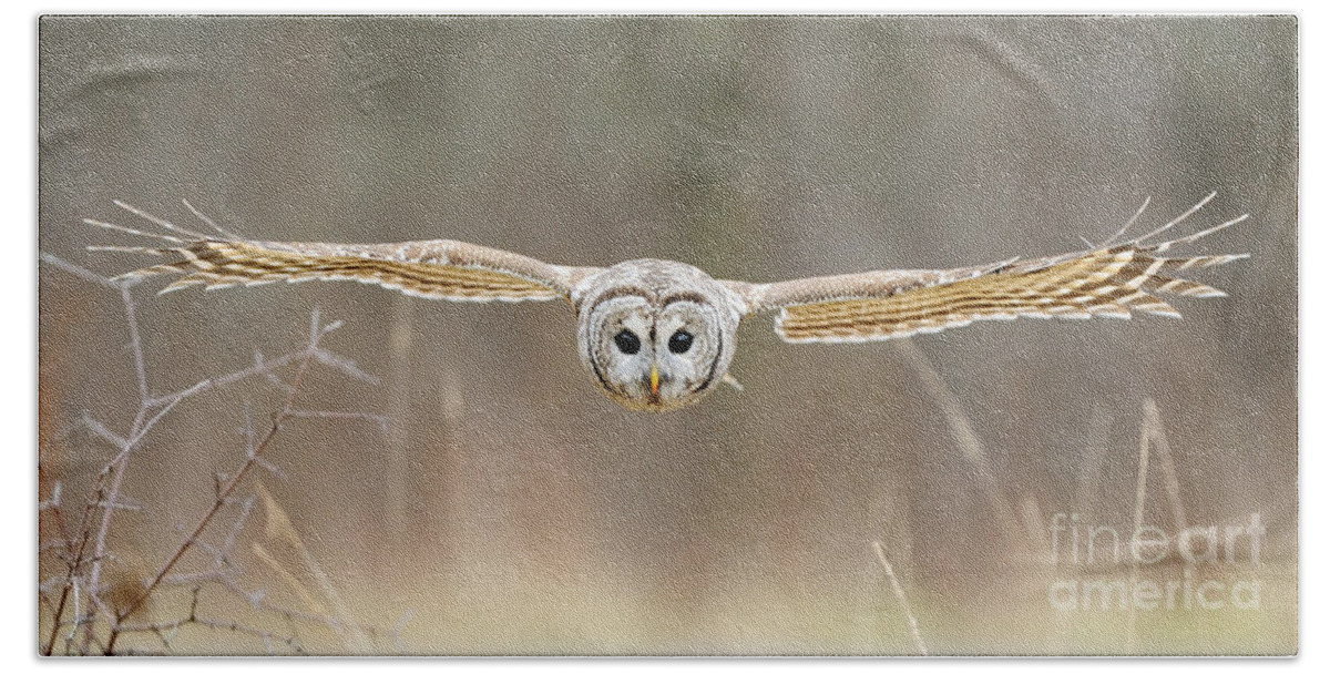 Barred Owl Beach Towel featuring the photograph Barred Owl In Flight #5 by Scott Linstead