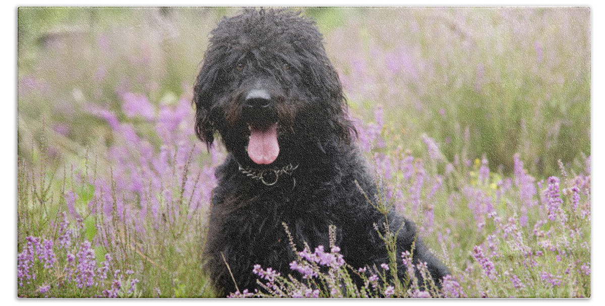 Labradoodle Beach Towel featuring the photograph Black Labradoodle #3 by John Daniels