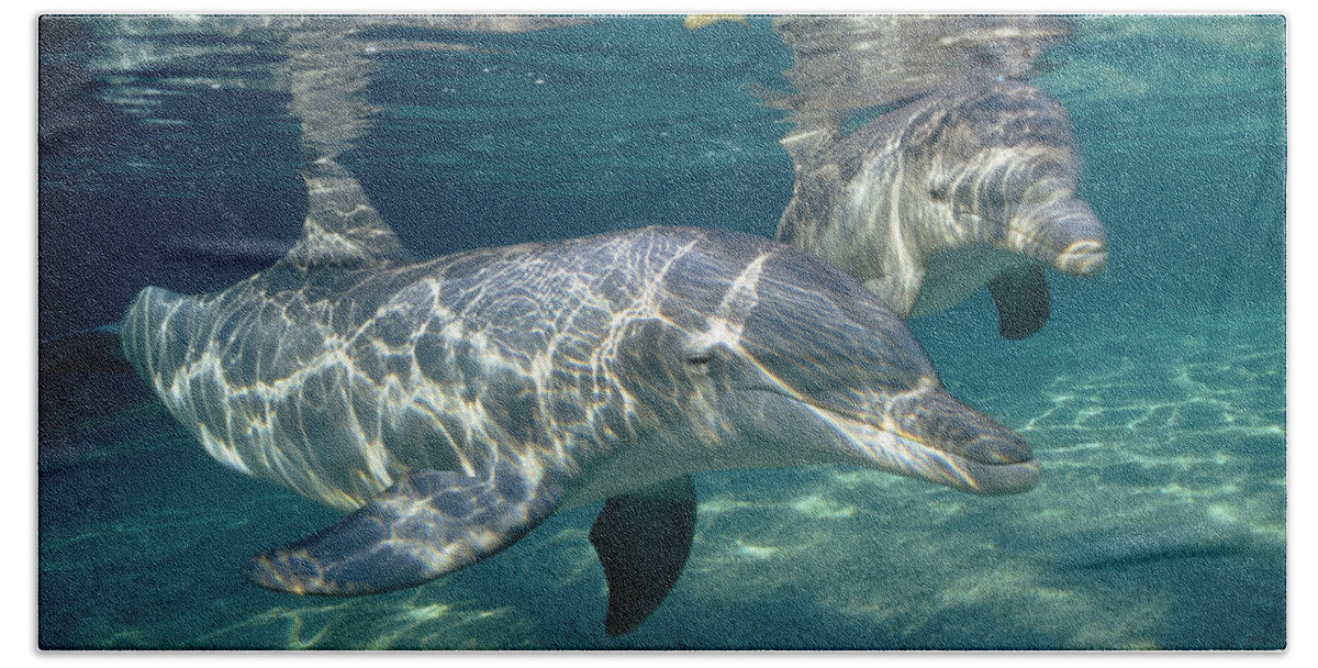 Feb0514 Beach Towel featuring the photograph Bottlenose Dolphin Pair Hawaii #3 by Flip Nicklin