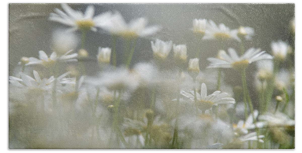 Daisy Wild Flower Summer Beach Sheet featuring the photograph Daisies #3 by Michael Goyberg