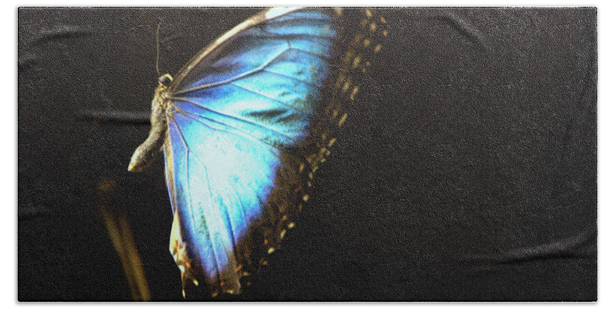 Insect Beach Towel featuring the photograph Flight #3 by Charlotte Schafer