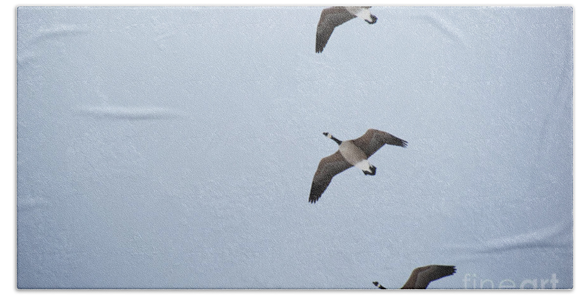 Photography Beach Towel featuring the photograph 3 Flying Geese by Jackie Farnsworth