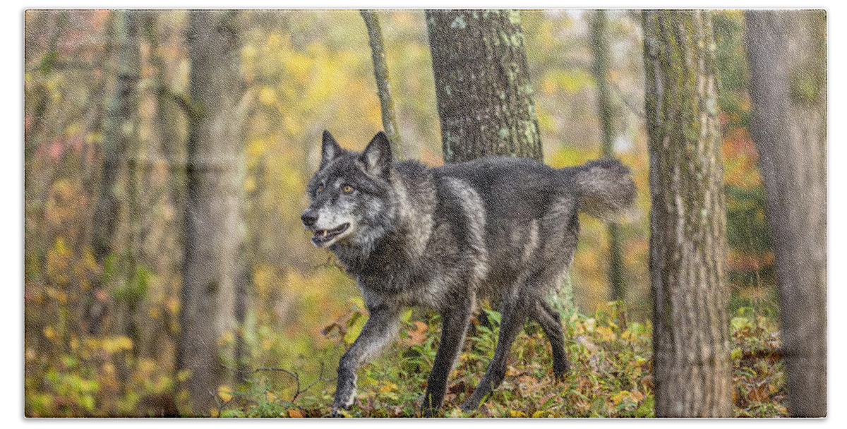 Alone Beach Sheet featuring the photograph Gray Wolf #3 by Linda Arndt
