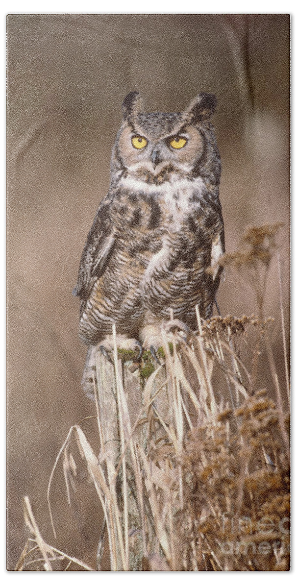 Animal Beach Towel featuring the photograph Great Horned Owl #3 by Art Wolfe