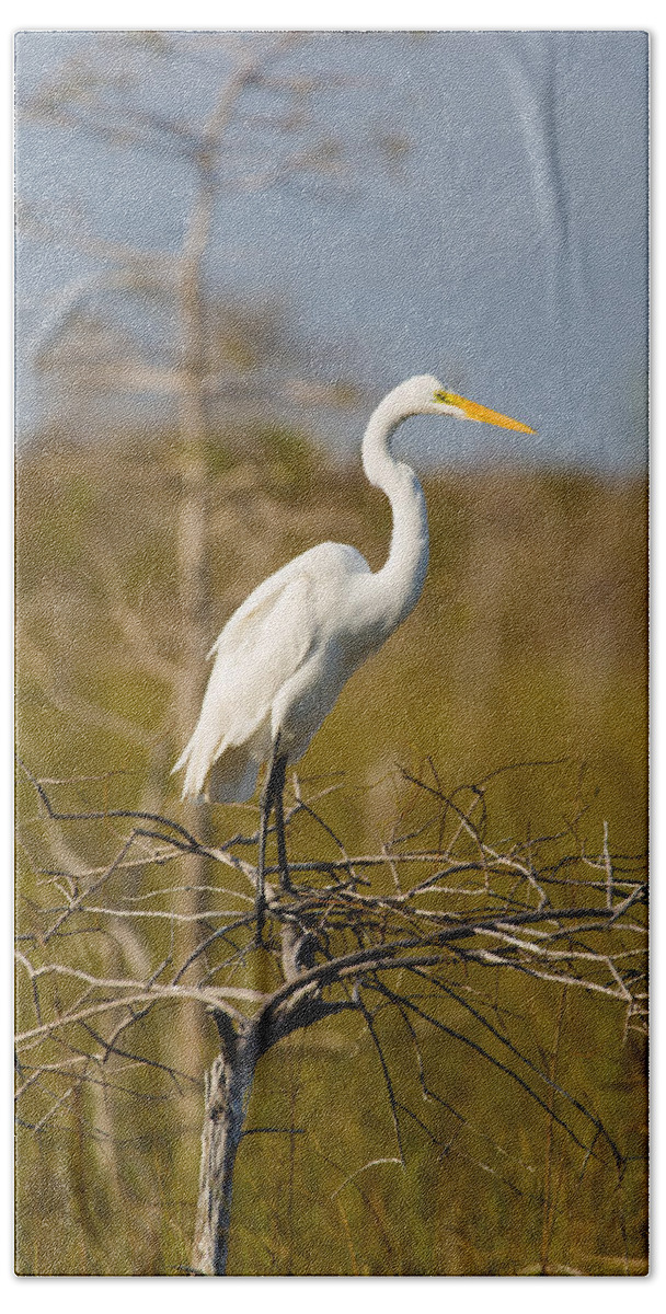 Egret Beach Towel featuring the photograph Great White Egret by Raul Rodriguez
