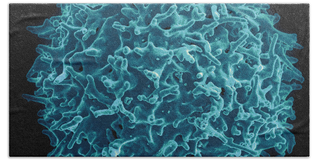 Biology Beach Towel featuring the photograph Healthy Human T Cell, Sem #3 by Science Source