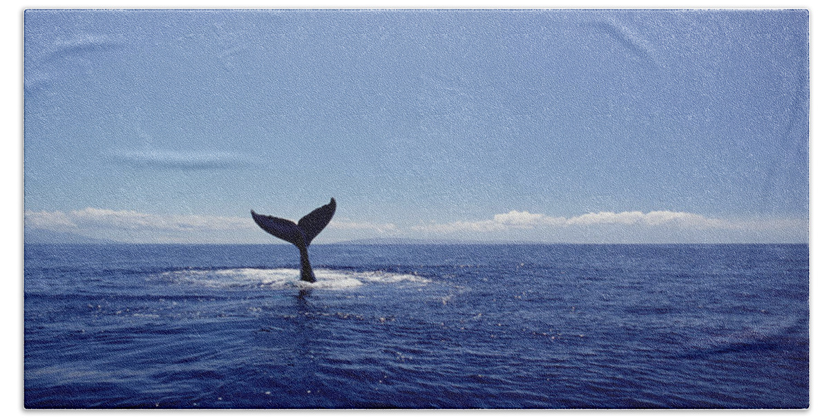 Feb0514 Beach Towel featuring the photograph Humpback Whale Tail Lob Maui Hawaii #3 by Flip Nicklin