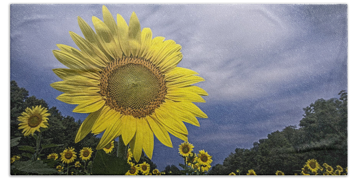 Helianthus Annuus Beach Towel featuring the photograph Looking at the Sun #2 by Robert Fawcett