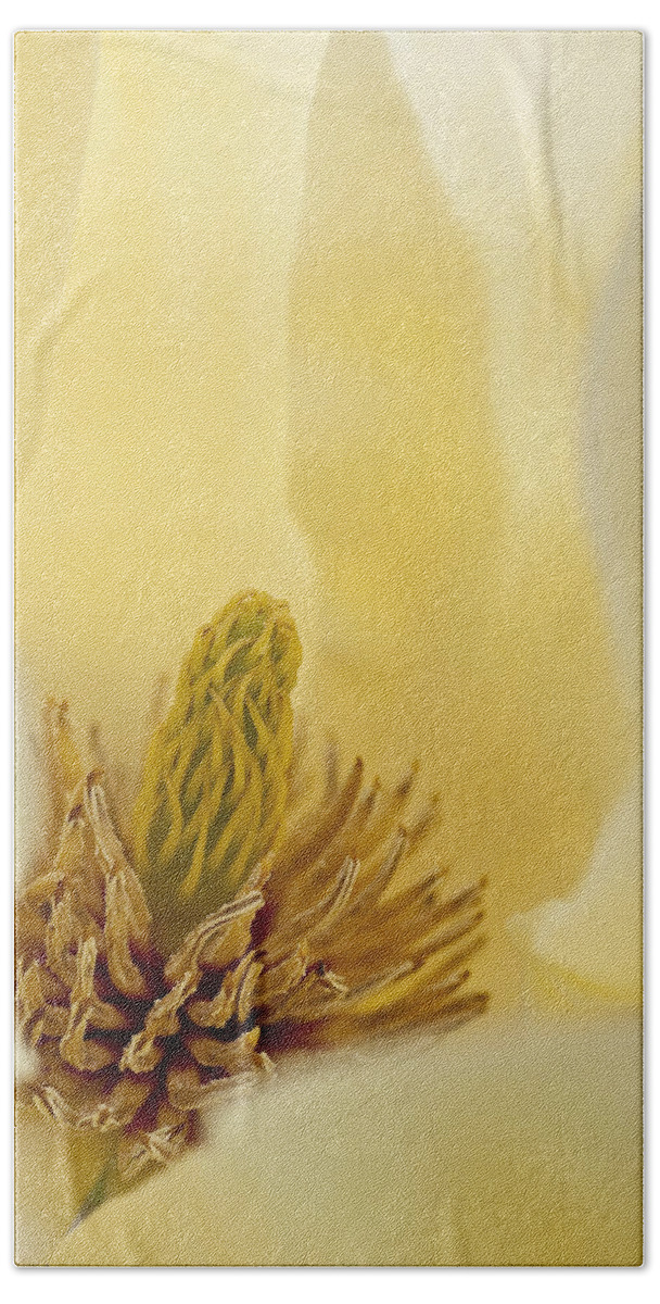 Arboretum Beach Towel featuring the photograph Magnolia #3 by Steven Ralser