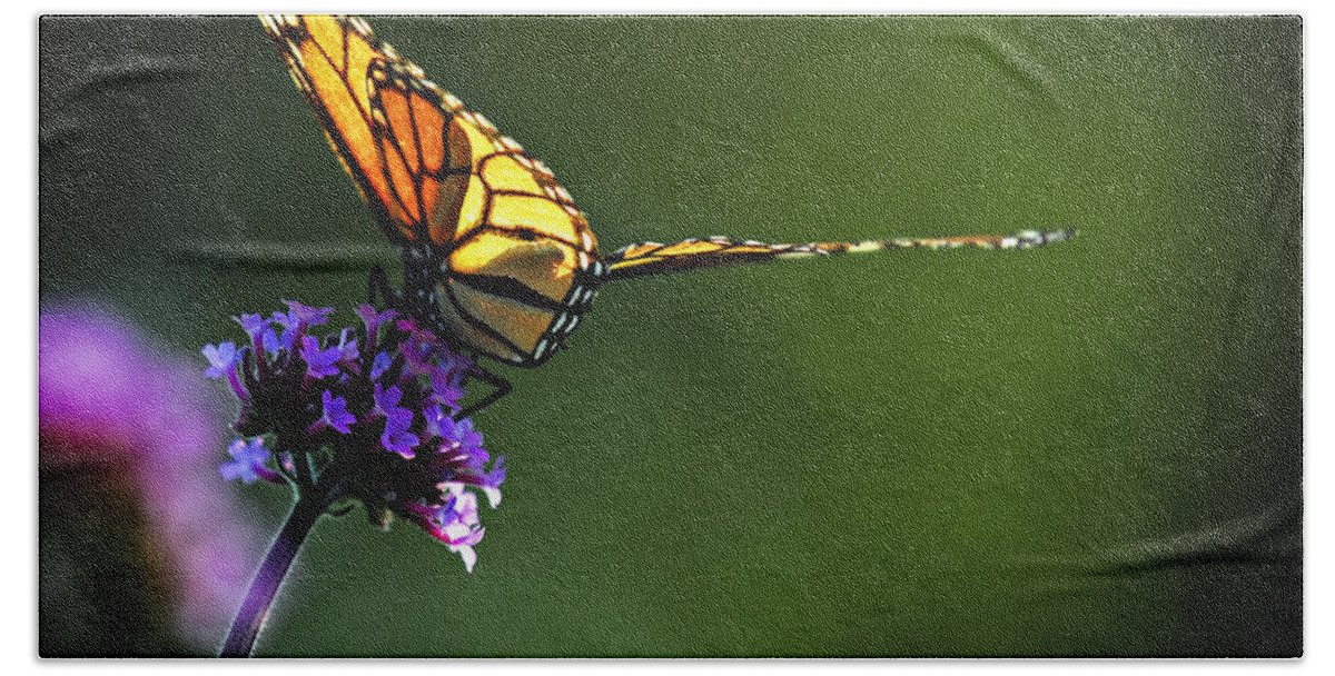 Butterfly Beach Towel featuring the photograph Monarch butterfly 3 by Elena Elisseeva