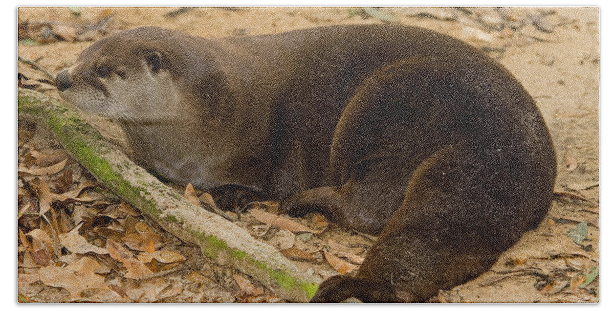 North American River Otter Beach Towel featuring the photograph North American River Otter #3 by Millard H. Sharp