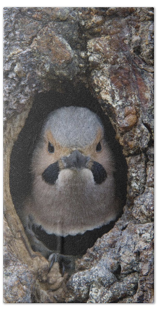 Michael Quinton Beach Towel featuring the photograph Northern Flicker In Nest Cavity Alaska by Michael Quinton