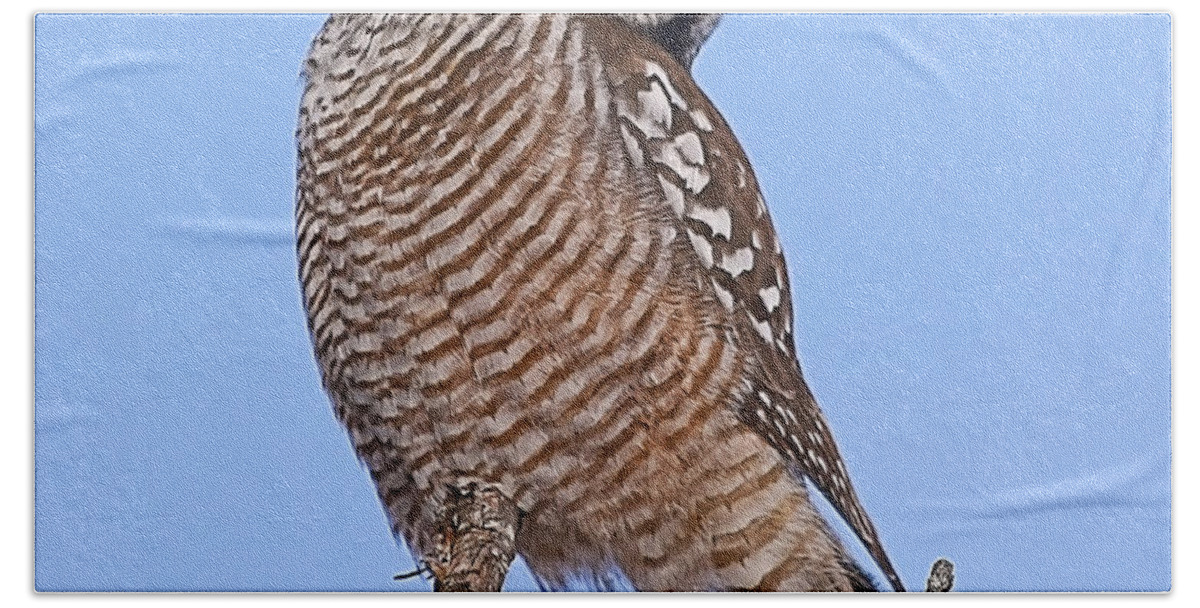 Northern Hawk Owl Beach Sheet featuring the photograph Northern Hawk Owl #1 by John Vose