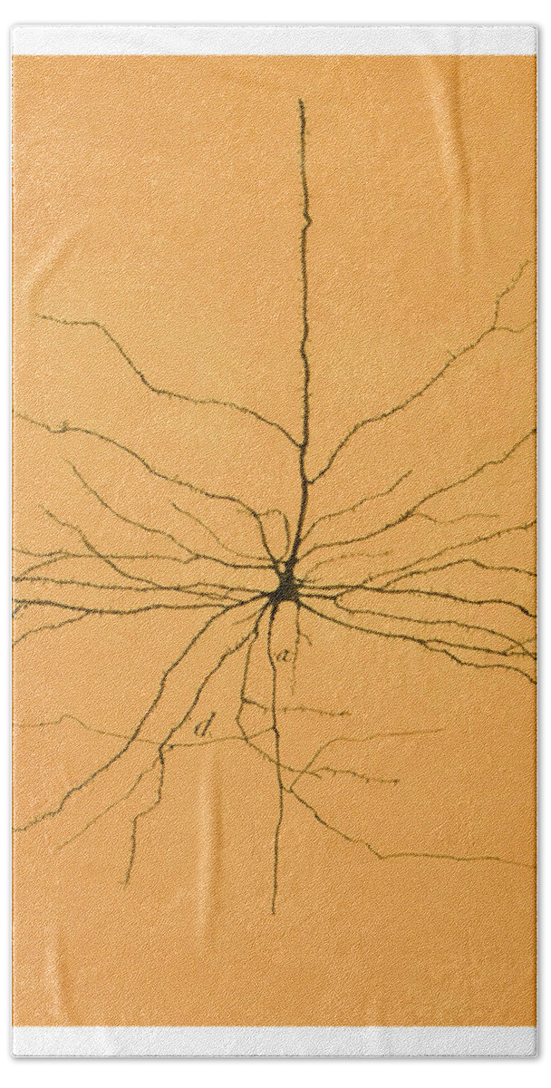 Pyramidal Cell Beach Towel featuring the photograph Pyramidal Cell In Cerebral Cortex, Cajal by Science Source