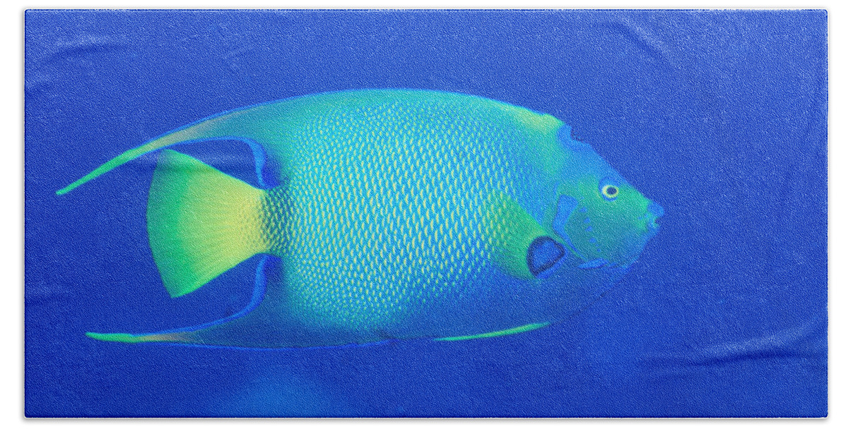 Angel Fish Beach Towel featuring the photograph Queen Angelfish #3 by Charles Angelo
