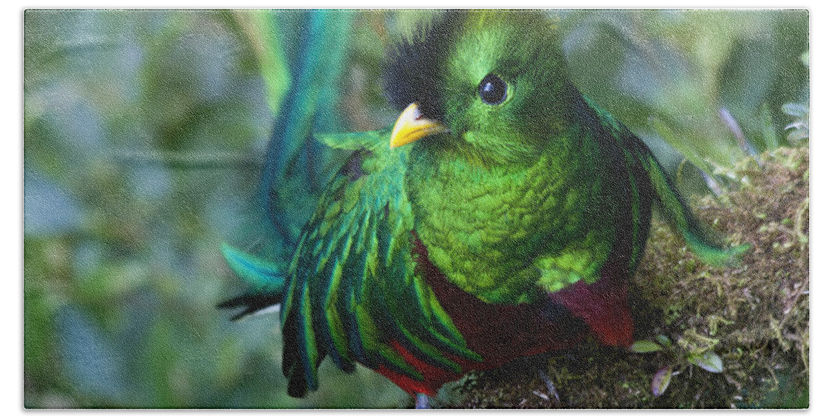 Bird Beach Sheet featuring the photograph Quetzal #2 by Heiko Koehrer-Wagner