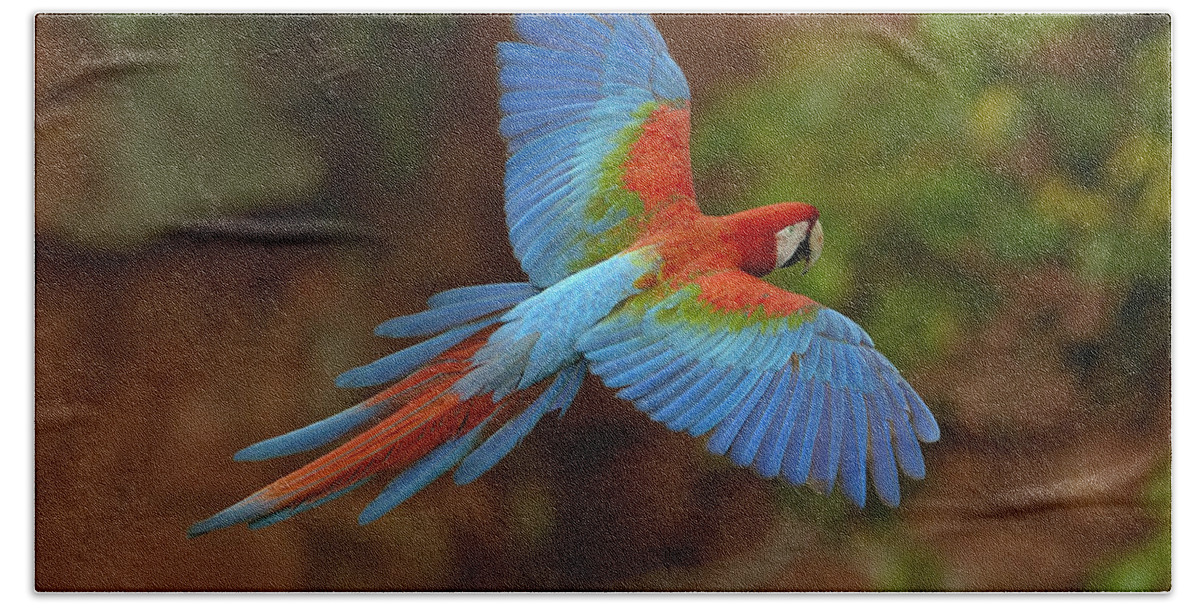 Feb0514 Beach Towel featuring the photograph Red And Green Macaw Flying Brazil #3 by Pete Oxford