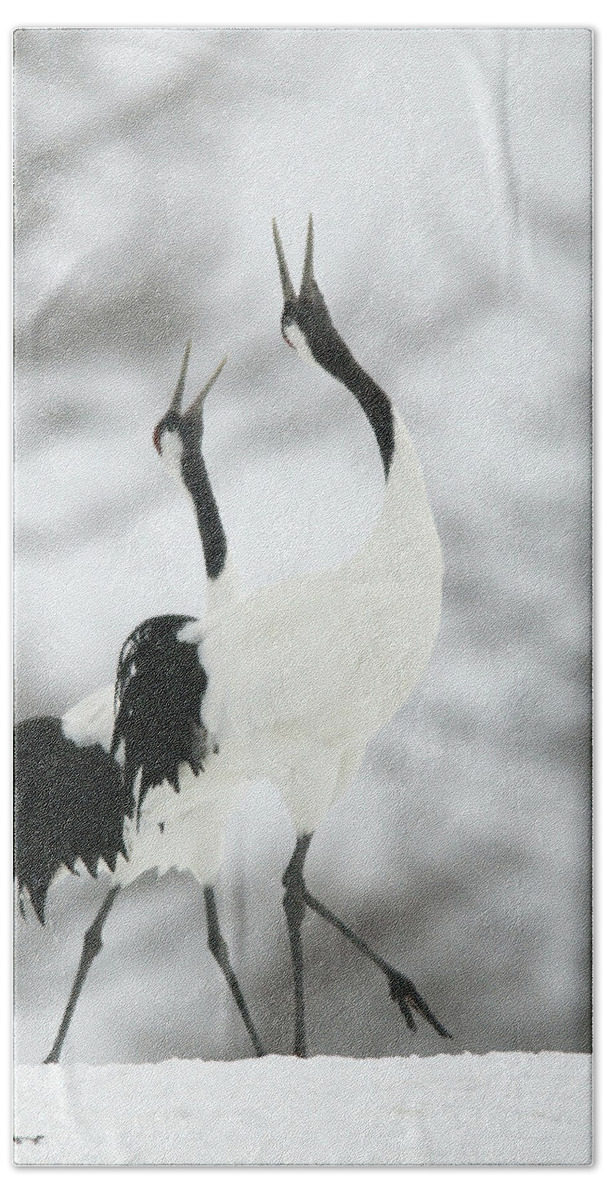 Red-crowned Crane Beach Towel featuring the photograph Red-crowned Cranes #3 by M. Watson