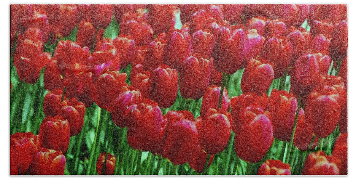 Red Tulips Beach Sheet featuring the photograph Red Tulips by Allen Beatty