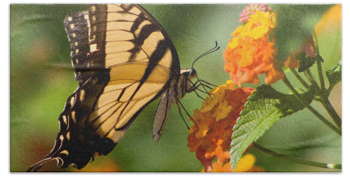 Butterfly Beach Towel featuring the photograph Tiger Swallowtail #3 by Lynne Jenkins