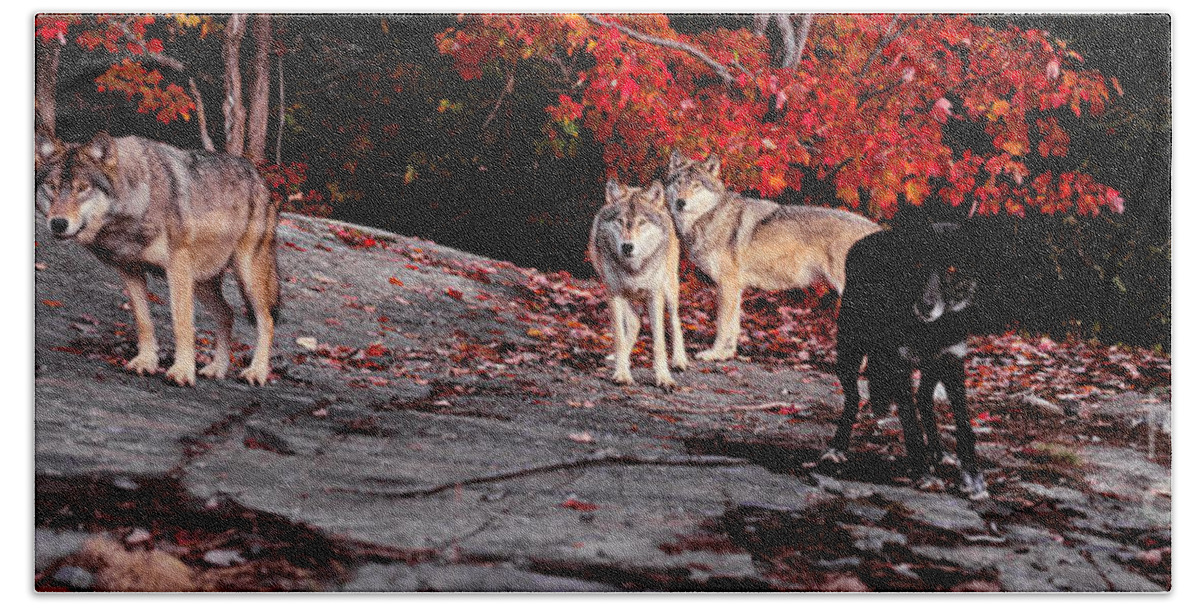 Red Beach Sheet featuring the photograph Timber wolves under a red maple tree - Pano by Les Palenik