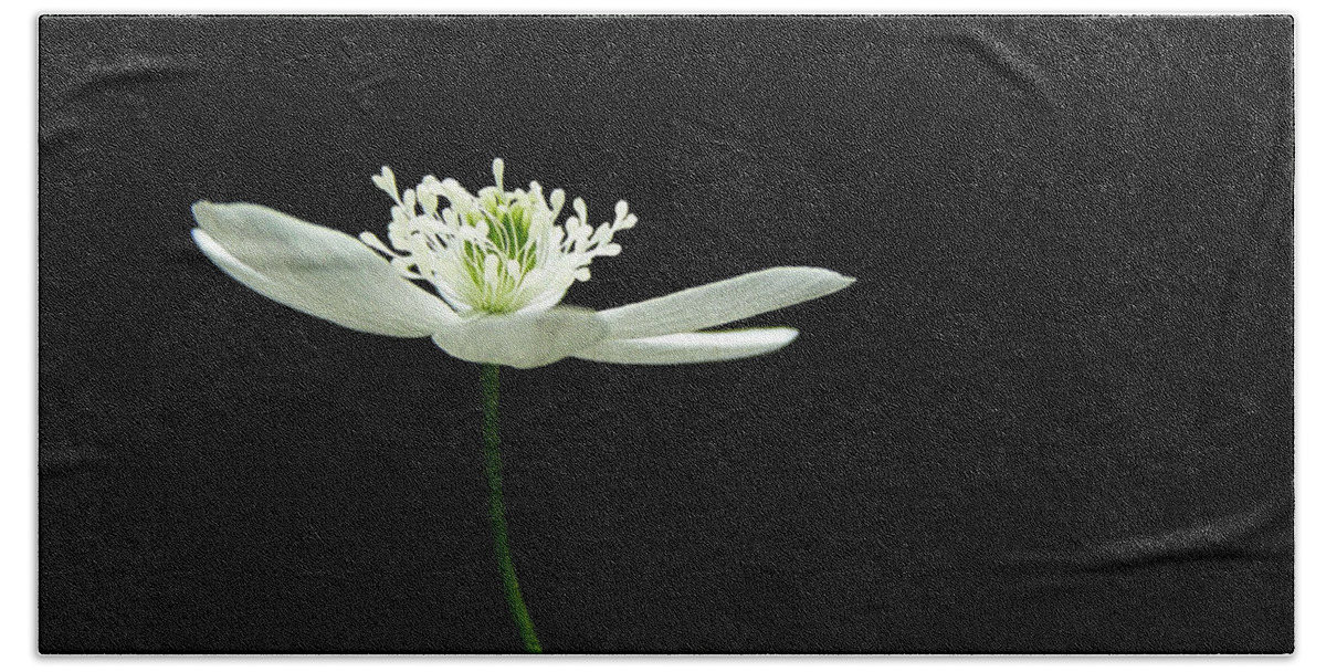 Wood Anenome Beach Towel featuring the photograph Wood Anenome #3 by Angie Rea