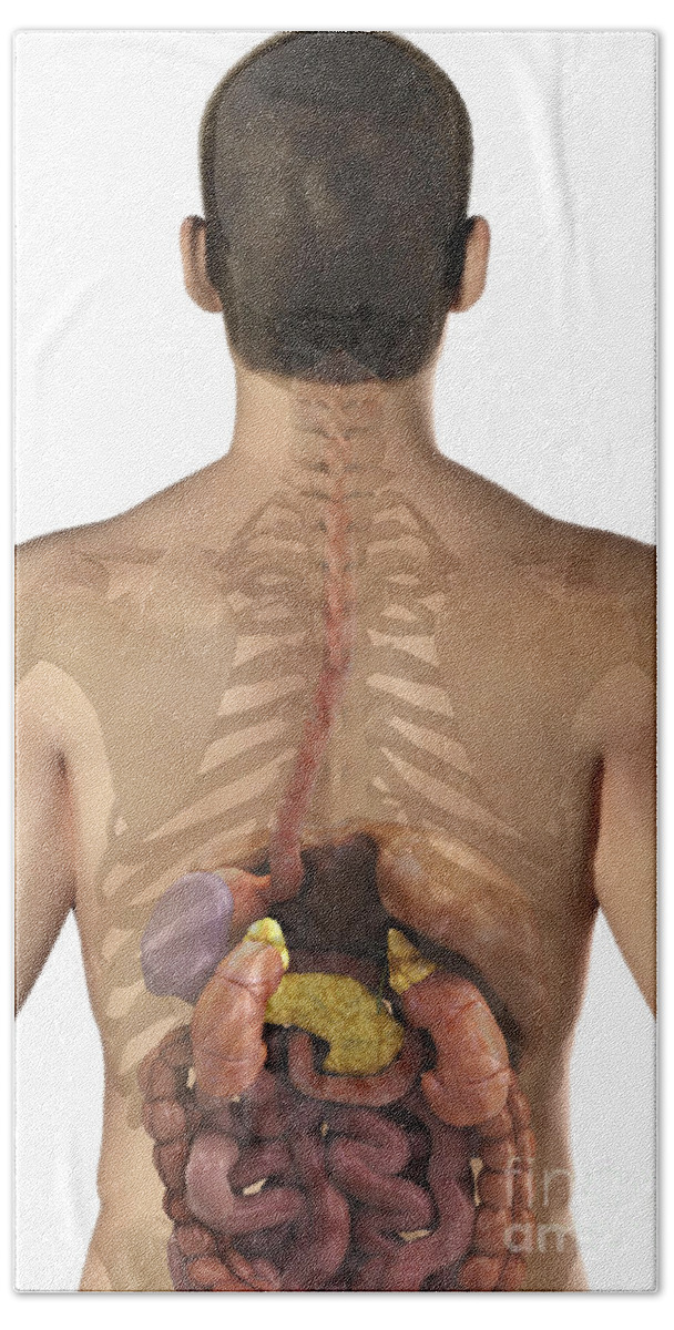 Skeleton Beach Towel featuring the photograph The Digestive System #30 by Science Picture Co