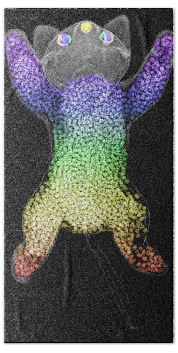 X-ray Beach Towel featuring the photograph Beanie Baby Cat X-ray by Teresa Zgoda