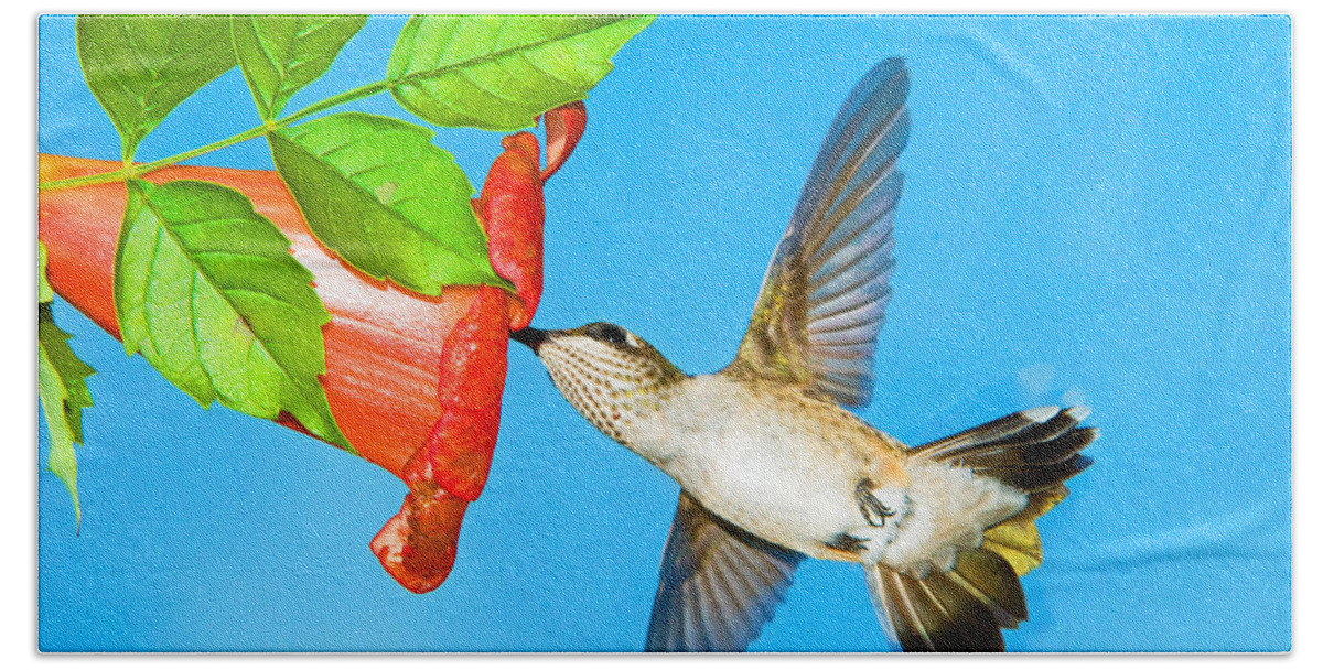 Wildlife Beach Towel featuring the photograph Ruby Throated Hummingbird Female #32 by Millard H. Sharp