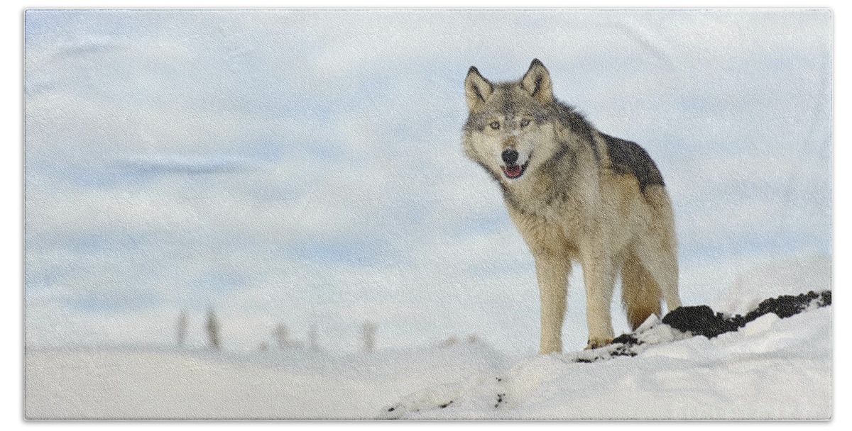 Canis Lupus Beach Towel featuring the photograph Wolf In Winter #32 by John Shaw
