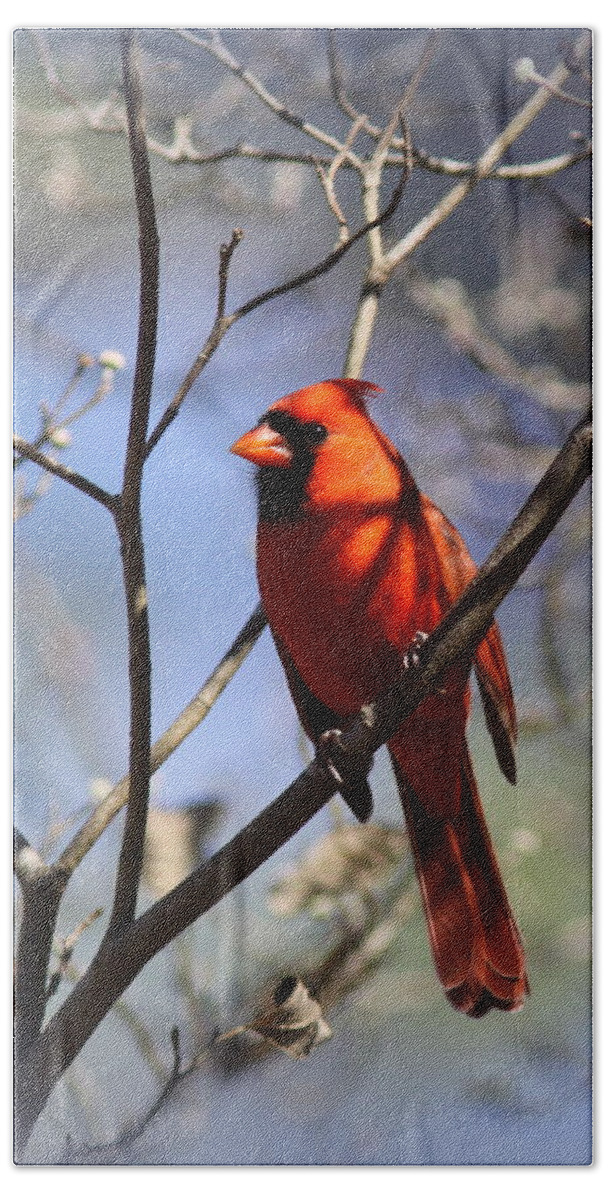 8x10 Beach Towel featuring the photograph 3477-006- Northern Cardinal by Travis Truelove