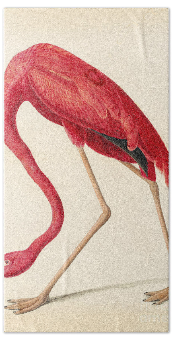 Audubon Watercolors Beach Towel featuring the drawing American Flamingo #4 by Celestial Images